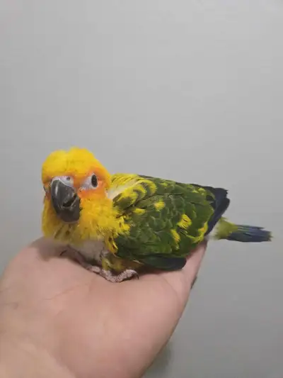 Baby Sun Conure , View more