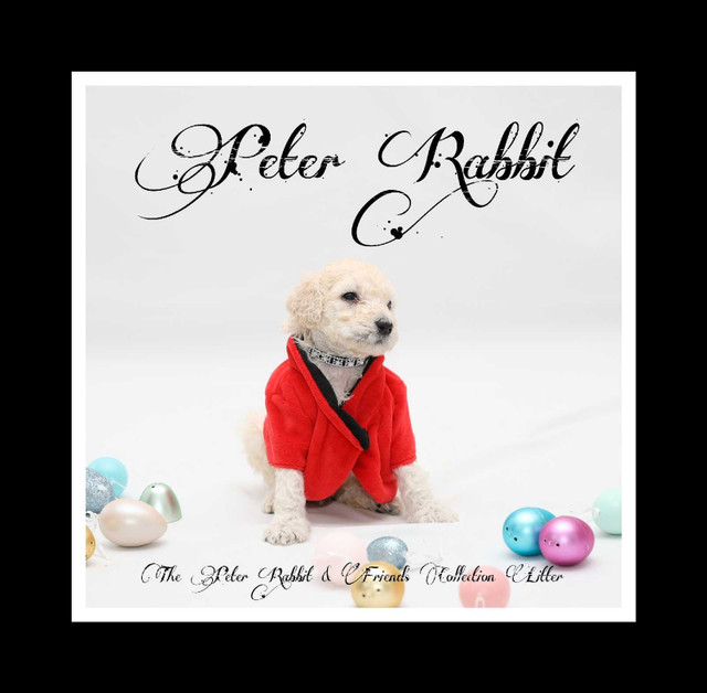 CKC Standard Poodles in Dogs & Puppies for Rehoming in Calgary - Image 2