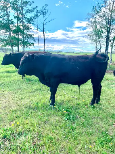 2, Angus bulls yearlings, View more