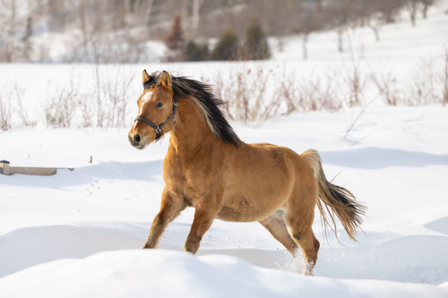 Large poney dans Chevaux et poneys à adopter  à Ville de Québec - Image 3