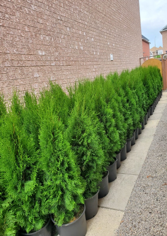 Emerald cedar & white cedar Outdoor Décor City of Toronto Kijiji