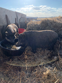 4 Sows for sale 