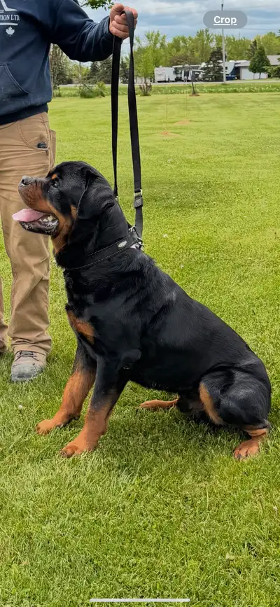 Rottweiler pups German top quality bloodline, View more