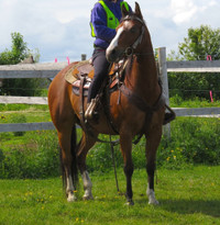 Cheval Guilding Quarter Horse AQHA