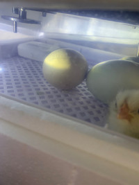 ISO dual purpose hatching eggs 
