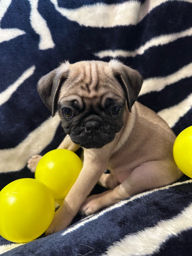 Bébés Pug Carlin prêt à quitter avec leur nouvelle famille!!! dans Chiens et chiots à adopter  à Longueuil/Rive Sud - Image 4