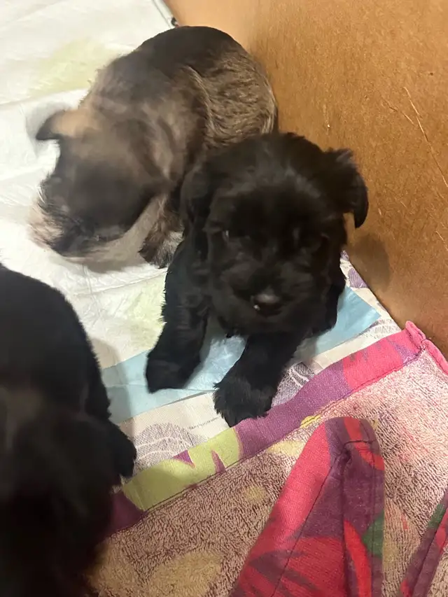 Miniature Schnauzer Puppies in Dogs & Puppies for Rehoming in St. Albert - Image 3