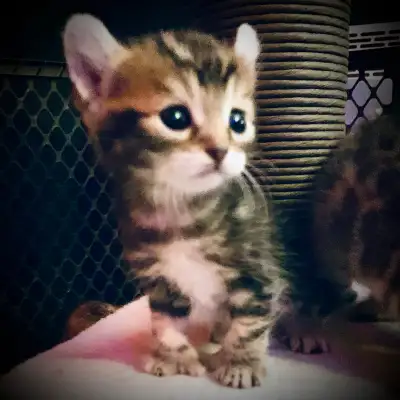 Mes ptits chatons Highland Lynx sont pret à quiter maman✨Il me reste 3 jolies femelles Questions et...