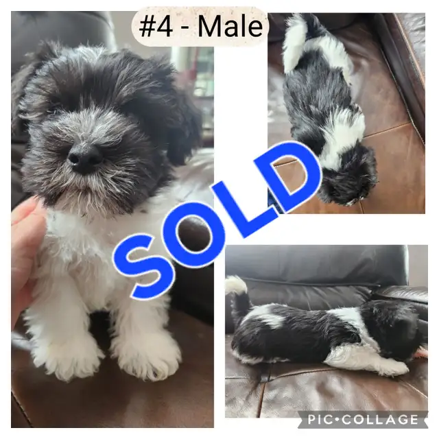 Adorable Non-Shedding/Hypoallergenic Mini Schnauzer Mix in Dogs & Puppies for Rehoming in Edmonton - Image 10