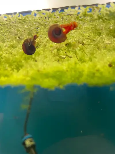 Ramshorn Snails and Duckweed, View more