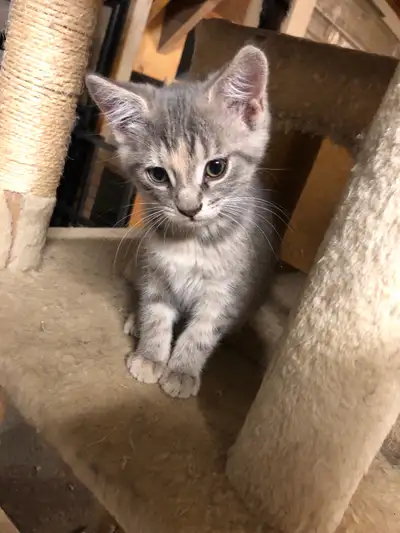 kittens ready for new Home, View more