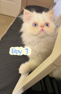 Two Babies Left: Beautiful Persian Kitties Looking for New Homes