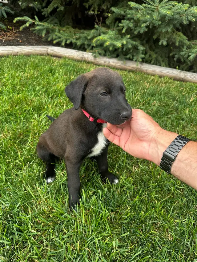 Lab cross pups in Dogs & Puppies for Rehoming in Saskatoon - Image 2
