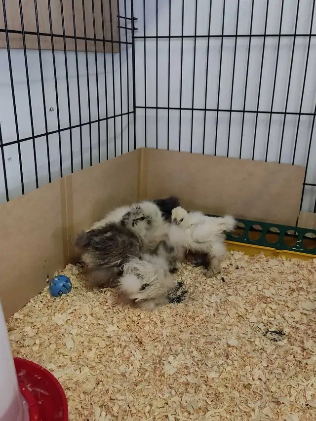 Silkie chicks and eggs. in Other Pets for Rehoming in Calgary - Image 4