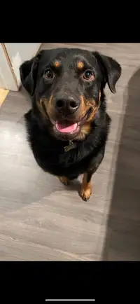 3 1/2 year old Rottie/Lab looking for a forever home 