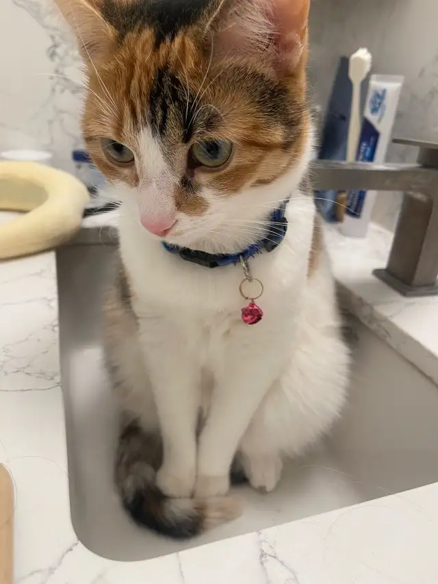 Cat Boarding ：A Loving Home for Your Cat in Animal & Pet Services in City of Toronto - Image 5