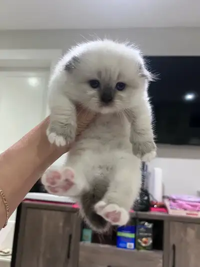 Scottish fold, View more