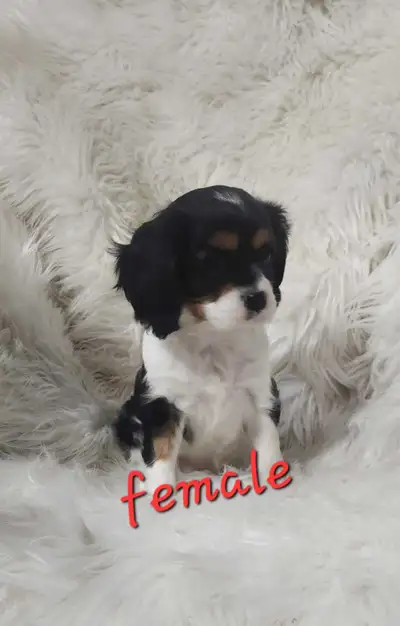 King Charles cavalier puppies, View more
