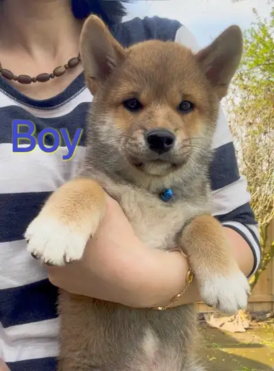 Shiba Inu puppy looking for a good home!, View more