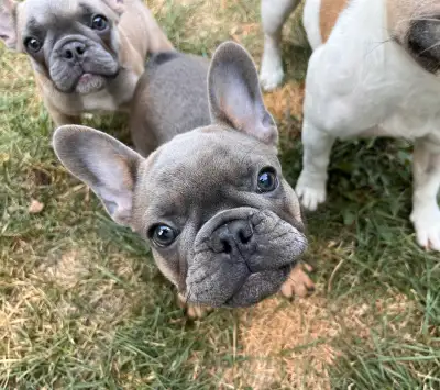 French Bulldog Puppy, View more