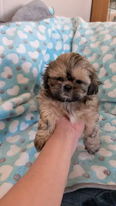 Gorgeous Shih Tzu Puppies, View more