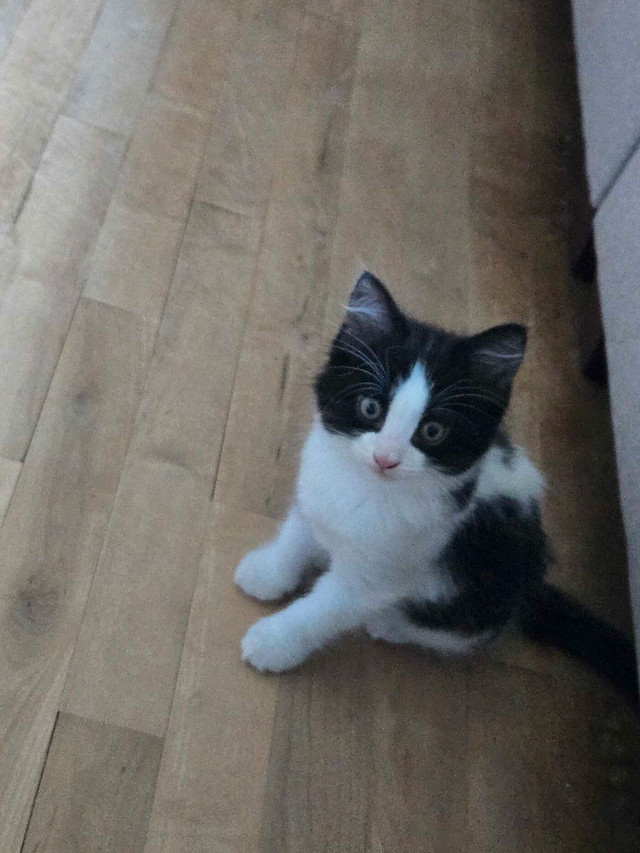 Chatton a Vendre dans Chats et chatons à adopter  à Lanaudière