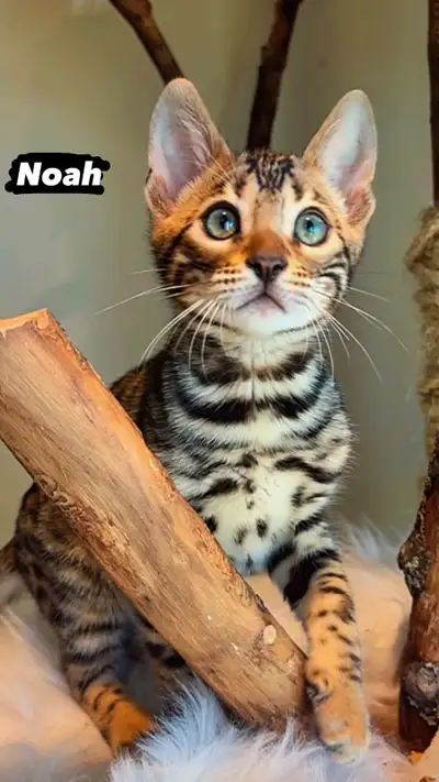 Chaton Bengal Pure Race, View more