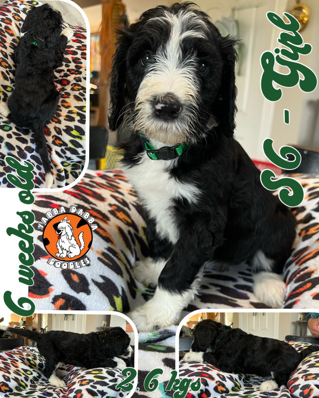 Sheepadoodles; F1 & F1B Poodle Cross; Reputable Breeder | Dogs ...