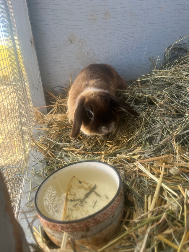  Holland lopped Bunny in Small Animals for Rehoming in Lethbridge - Image 3