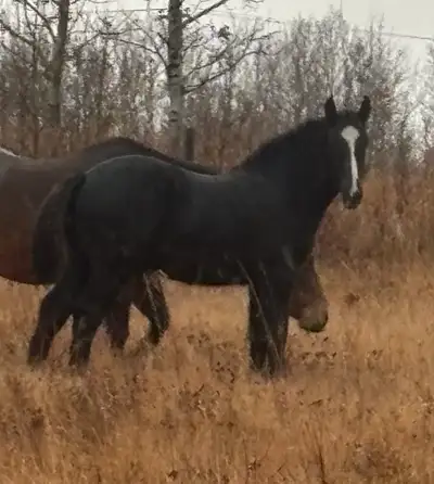old style Percheron , View more