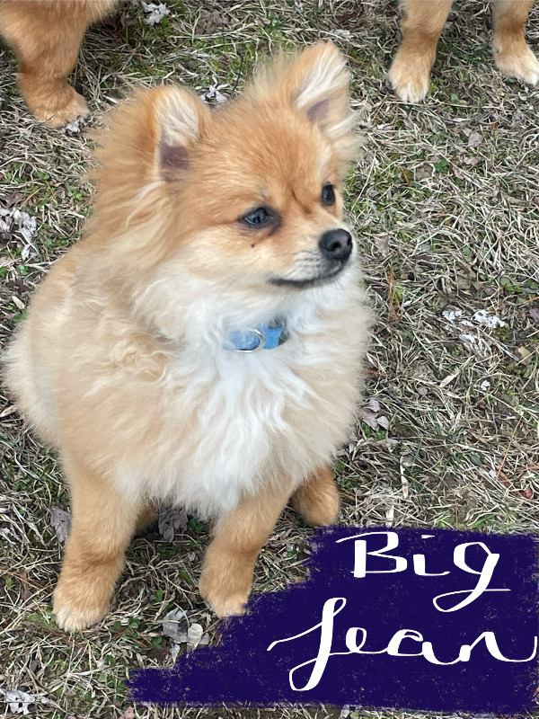 Purebred Pomeranian Puppies Looking for their Forever Home! in Dogs & Puppies for Rehoming in City of Toronto