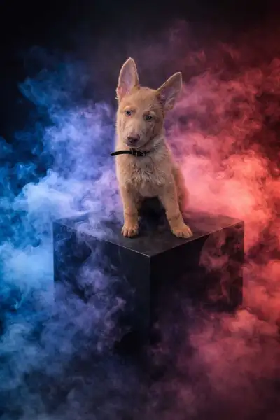Rare Isabella German Shepherds, View more