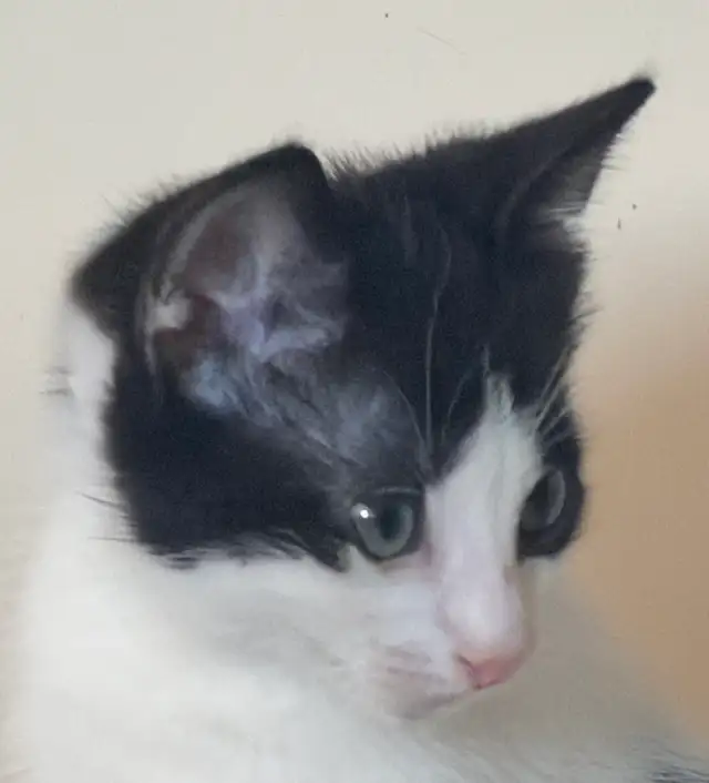 Kittens-   pest control lineage in Cats & Kittens for Rehoming in Delta/Surrey/Langley - Image 5