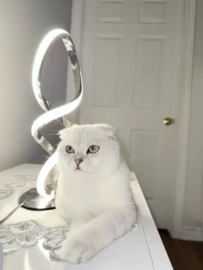 Scottish fold cat, View more