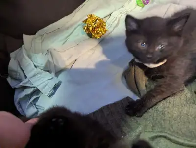 Kittens fluffy, View more