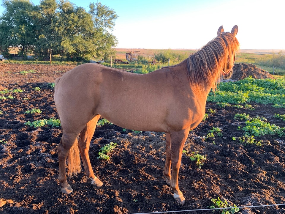Red dun grade mare | Horses & Ponies for Rehoming | Saskatoon | Free ...