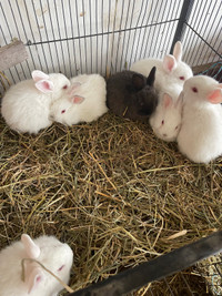 Rabbits for sale