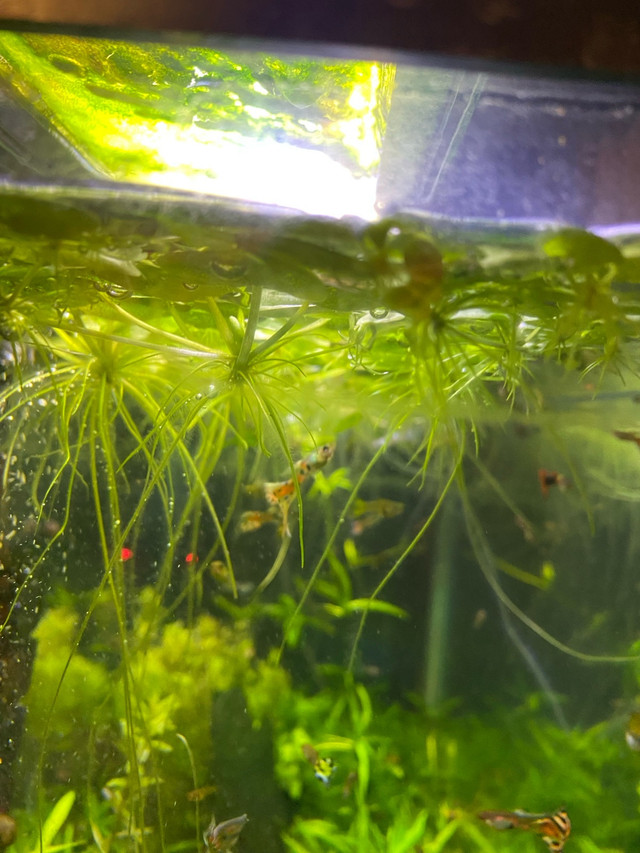 Amazon Frogbit  TEMP SOLD OUT TILL MID JULY in Fish for Rehoming in Mississauga / Peel Region - Image 4