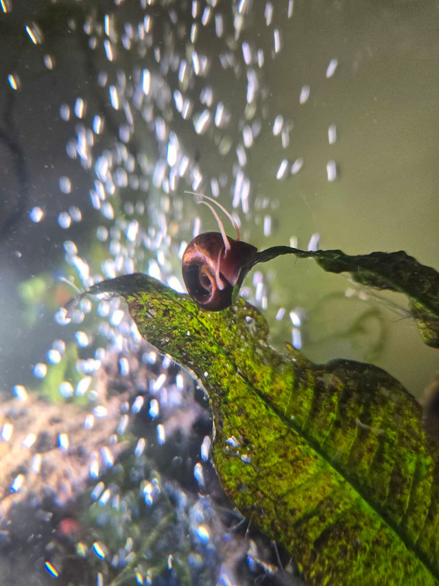 Free snails and plants in Fish for Rehoming in Gatineau