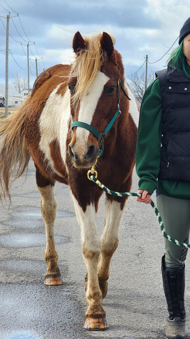Hongre 11 ans  dans Chevaux et poneys à adopter  à Ville de Montréal - Image 4