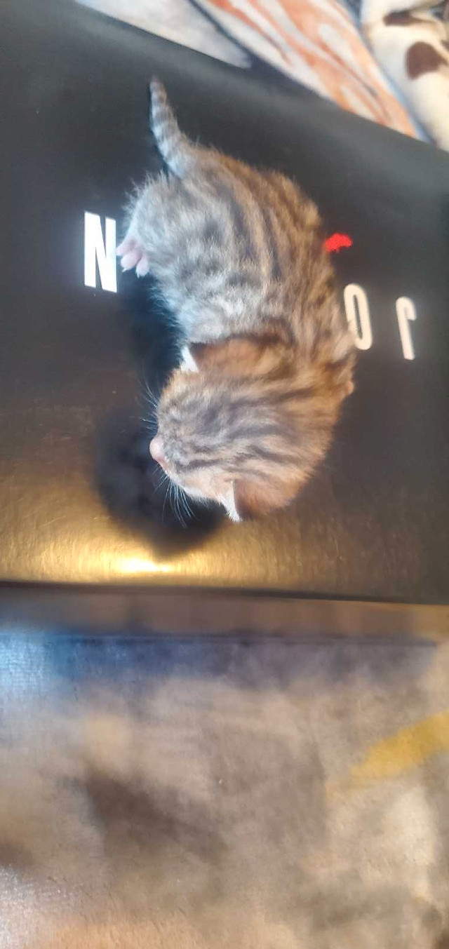 Bengal kittens in Cats & Kittens for Rehoming in Saint John - Image 2