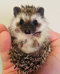 Super adorable and sweet baby Pygmy Hedgehogs! Amazing pets! 