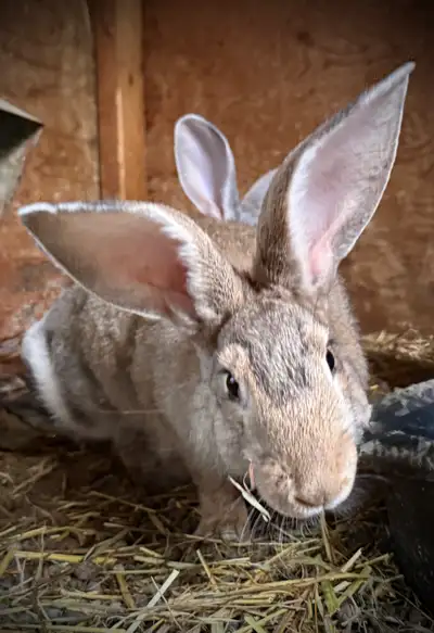 3-Month-Old Continental/Flemish Giant – Agouti Beautiful 3-month-old agouti Giant rabbit looking for...