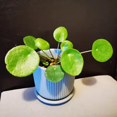 Pilea Peperomioides Height of plant and pot 5.5 inches With 3.5-inch small ceramic pot Price: $8.00...