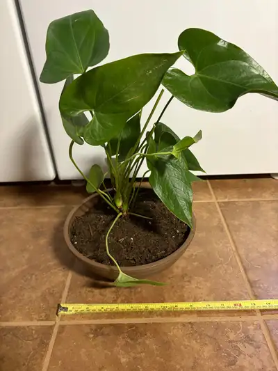 Healthy, live plant in planter for sale. Approx. 14” H. In a 10” D planter. Front porch pick up from...