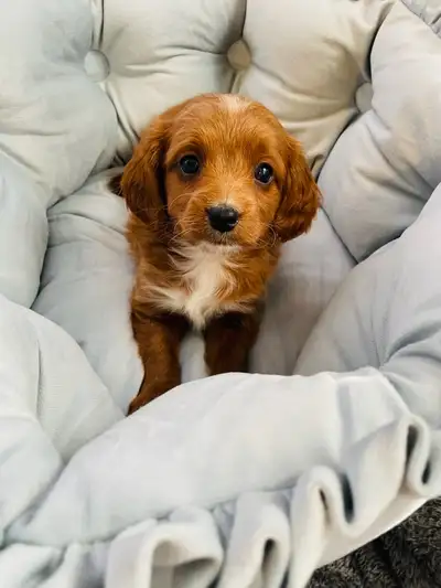 One Ruby Boy available. Blenheim colouring will richen with age Our be loved puppies are available t...