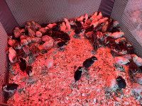 Coturnix quail chicks