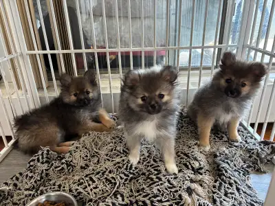 9 weeks old pomerinians Small and cute and looking for a new home cash only Need to go quick