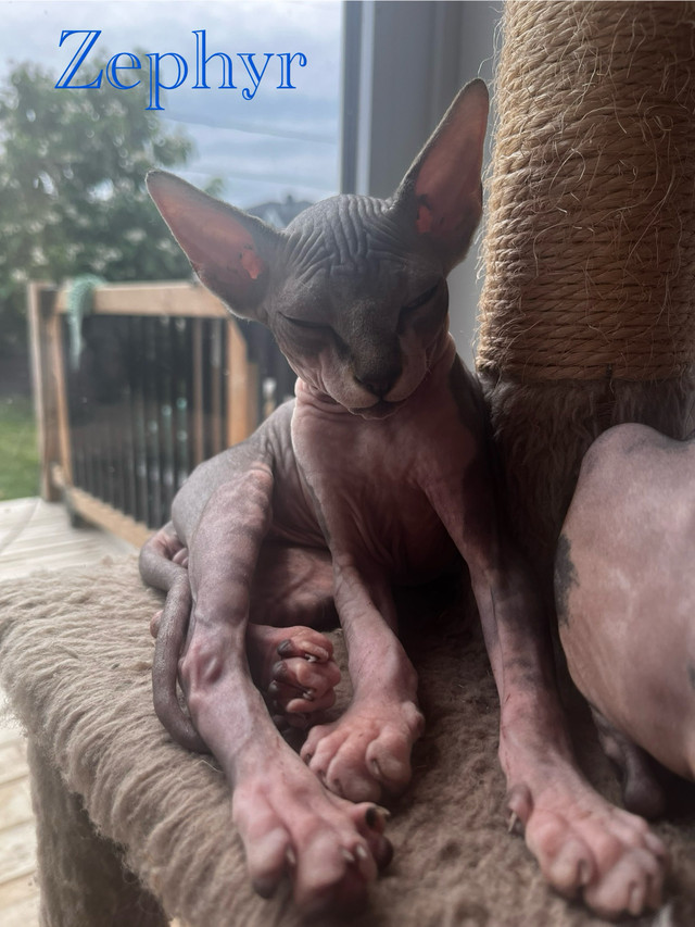 Sphynx calico/tabby dans Chats et chatons à adopter  à Ouest de l’Île - Image 4