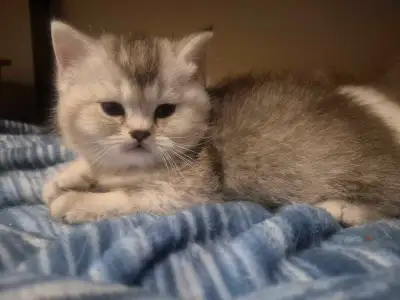 BritishShortHair Kittens!, View more